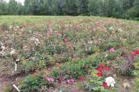 2016-08-10 Sibirkos rožynas